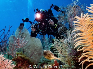 PADI instructor and accomplished underwater photographer ... by William Goers Jr 